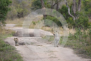 Leopard and cub on a two-track road