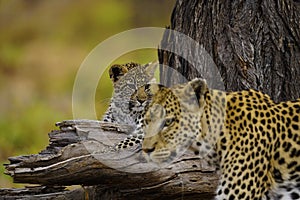 Leopard cub watching Mum walk past