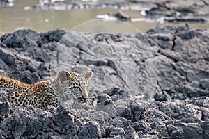 Leopard cub at a waterhole in Sabi Sands Game Reserve, Kruger, Mpumalanga, South Africa.