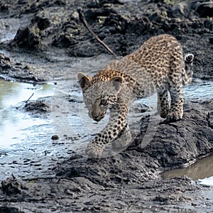 Leopard cub at a waterhole in Sabi Sands Game Reserve, Kruger, Mpumalanga, South Africa.