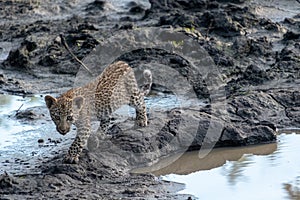 Leopard cub at a waterhole in Sabi Sands Game Reserve, Kruger, Mpumalanga, South Africa.