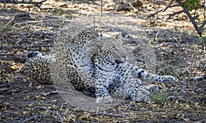 Leopard cubs in Botswana, Africa