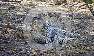 Leopard cubs playing in Botswana, Africa