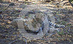 Leopard cubs playing in Botswana, Africa