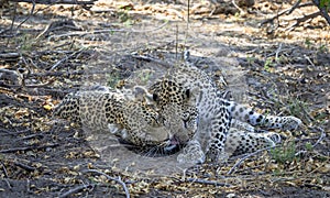 Leopard cubs playing in Botswana, Africa