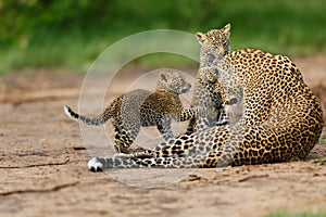 Leopard cubs playing with mother in Masai Mara, Kenya