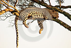 Leopard dangling from a tree in a typical pose