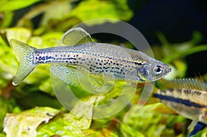 Leopard Danio photo