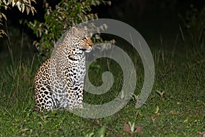 Leopard In The Dark