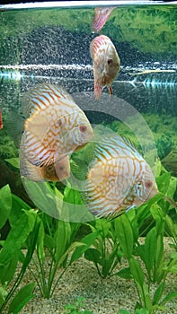 Leopard discus fish