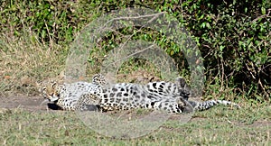 Leopard Doing the Roll