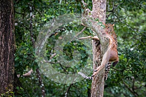 Leopard draging its kill on a tree