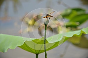 A leopard dragonfly standing on a lotus flowerbud photo