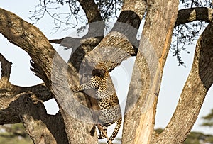 Leopard drags prey up tree