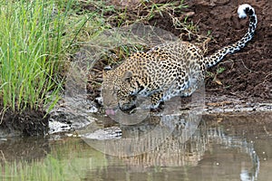 Leopard drinking from a small waterpool in a riverbed in Mashatu Game Reserve