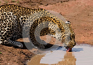 Leopard drinking water from puddles. National Park. Kenya. Tanzania. Maasai Mara. Serengeti.