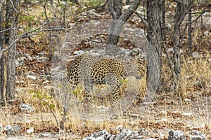 Leopard in the dry grass of Etosha Park