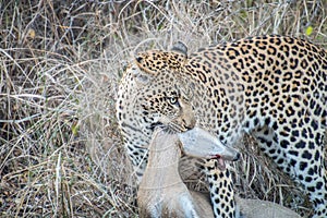 Leopard with a Duiker kill.