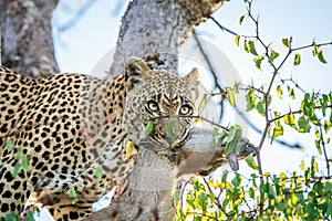 Leopard with a Duiker kill.