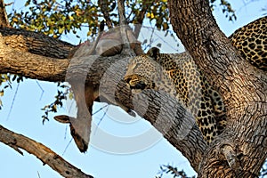 A leopard eating an antelope on a tree, Kruger National Park, South Africa