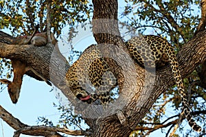 A leopard eating an antelope on a tree, Kruger National Park, South Africa