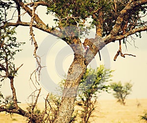 Leopard eating his victim on a tree in Tanzania