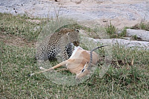 Leopard eating prey gazelle in the wild maasai mara