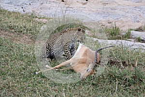 Leopard eating prey gazelle in the wild maasai mara