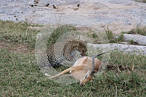 Leopard eating prey gazelle in the wild maasai mara