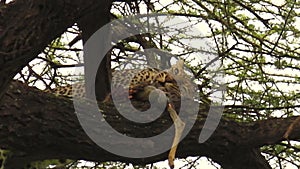 Leopard eating a prey on a tree