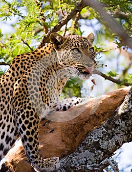 Leopard is eating prey on the tree. National Park. Kenya. Tanzania. Maasai Mara. Serengeti.