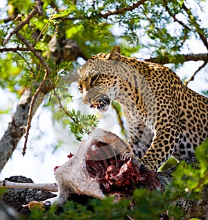 Leopard is eating prey on the tree. National Park. Kenya. Tanzania. Maasai Mara. Serengeti.