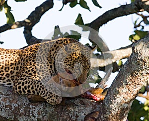 Leopard is eating prey on the tree. National Park. Kenya. Tanzania. Maasai Mara. Serengeti.