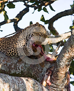 Leopard is eating prey on the tree. National Park. Kenya. Tanzania. Maasai Mara. Serengeti.