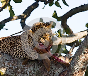 Leopard is eating prey on the tree. National Park. Kenya. Tanzania. Maasai Mara. Serengeti.