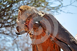 A leopard eating raw meat in a tree