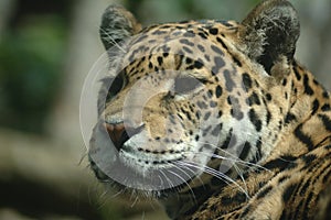 Leopard Edinburgh Zoo