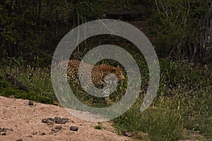 Leopard emerging from the brush