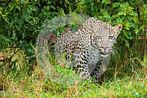 Leopard emerging from undergrowth