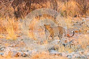 Leopard in Etosha NP