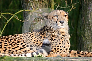 Leopard in the evening sun