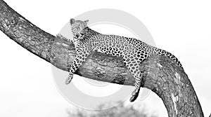 Leopard on exposed branch, Black and White