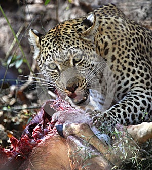 Leopard feeding on its kill - Botswana