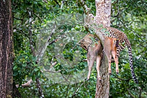 Leopard feeding on its kill on a tree