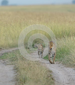 Leopard female is walking with young leopard cub on forest Trail at Masai Mara, Kenya,