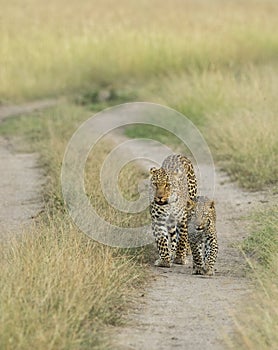 Leopard female is walking with young leopard cub on forest Trail at Masai Mara, Kenya,