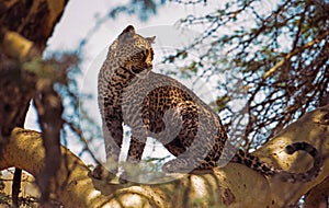 Leopard in fevertree photo