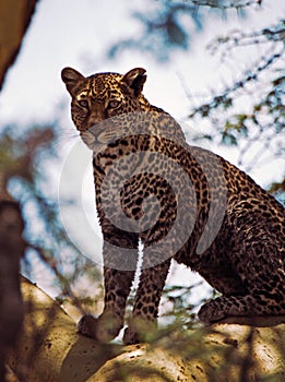 Leopard in fevertree photo