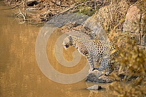 Leopard fishing in a small waterhole