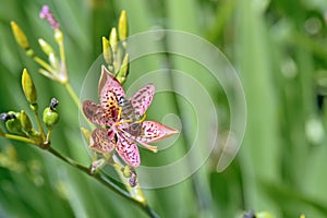 Leopard flower on the green background of the garden leaves photo